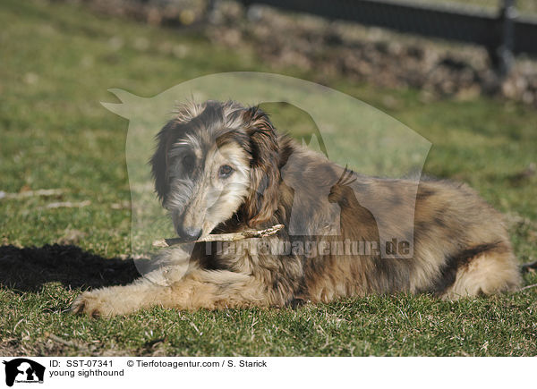 junger Afghanischer Windhund / young sighthound / SST-07341