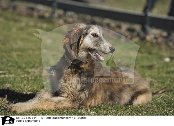 junger Afghanischer Windhund / young sighthound / SST-07344