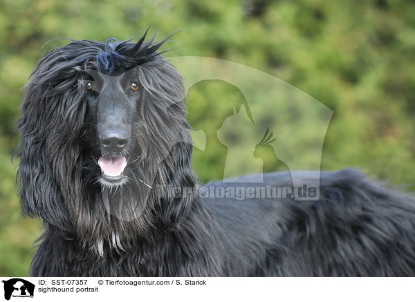 Afghanischer Windhund Portrait / sighthound portrait / SST-07357