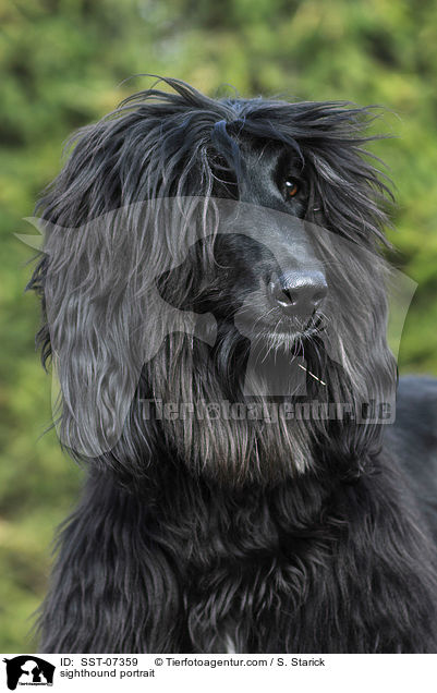 Afghanischer Windhund Portrait / sighthound portrait / SST-07359
