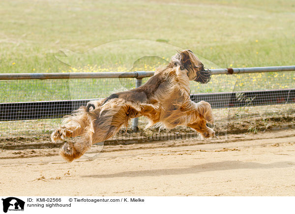 rennender Afghane / running sighthound / KMI-02566