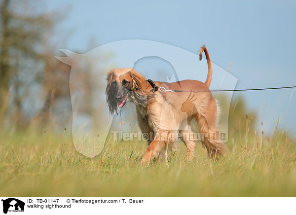 laufender Afghane / walking sighthound / TB-01147