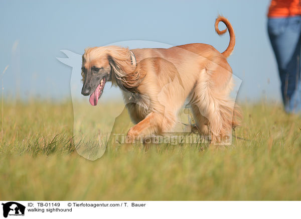 laufender Afghane / walking sighthound / TB-01149