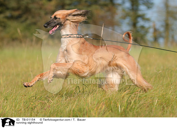 rennender Afghane / running sighthound / TB-01154