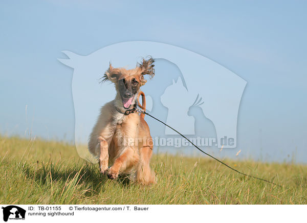 rennender Afghane / running sighthound / TB-01155