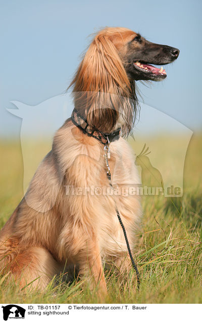 sitzender Afghane / sitting sighthound / TB-01157