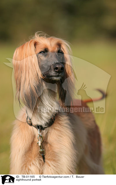 Afghane Portrait / sighthound portrait / TB-01165