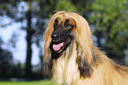 Afghan Hound