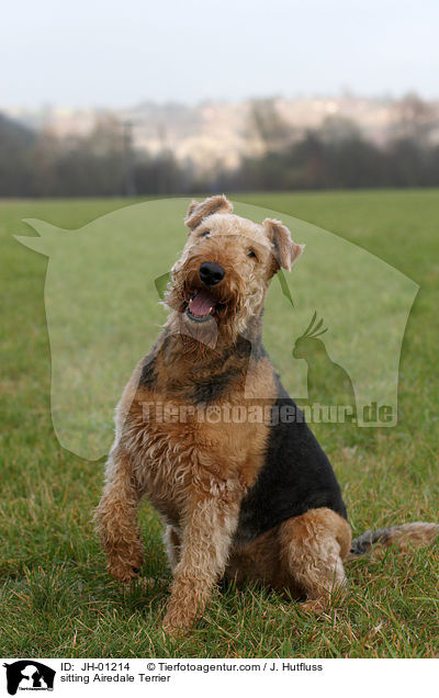 sitting Airedale Terrier / JH-01214