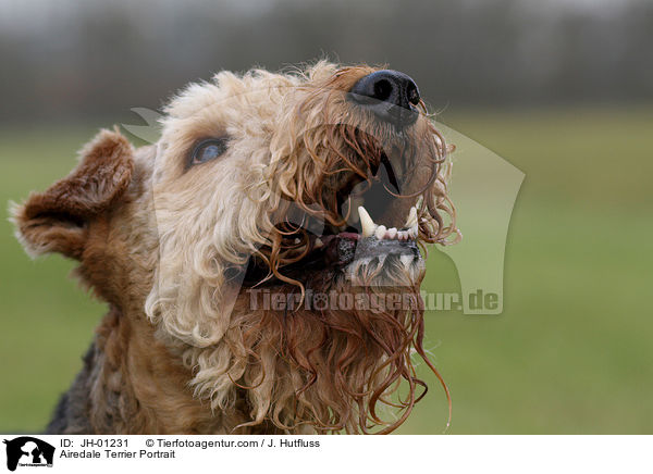 Airedale Terrier Portrait / Airedale Terrier Portrait / JH-01231