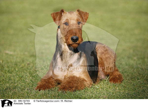 Airedale Terrier / Airedale Terrier / RR-19755