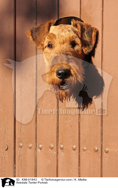 Airedale Terrier Portrait / Airedale Terrier Portrait / KMI-01943