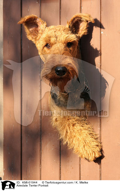 Airedale Terrier Portrait / Airedale Terrier Portrait / KMI-01944