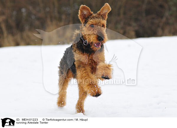 rennender Airedale Terrier / running Airedale Terrier / MEH-01223