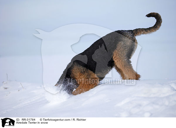 Airedale Terrier in snow / RR-31784