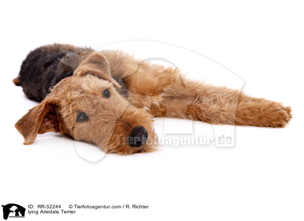 liegender Airedale Terrier / lying Airedale Terrier / RR-32244