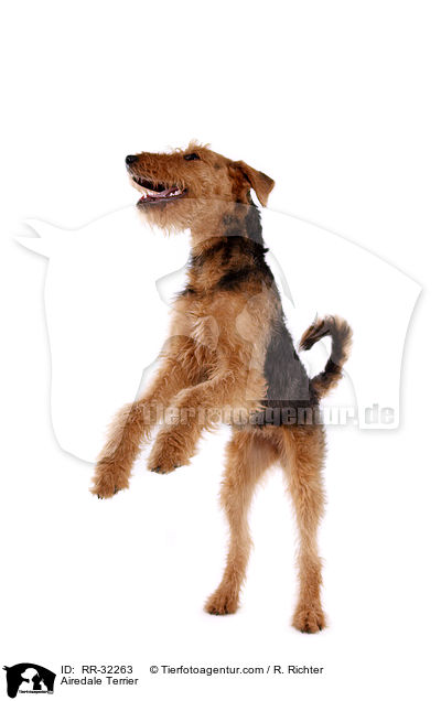 Airedale Terrier / Airedale Terrier / RR-32263