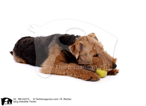 liegender Airedale Terrier / lying Airedale Terrier / RR-32272