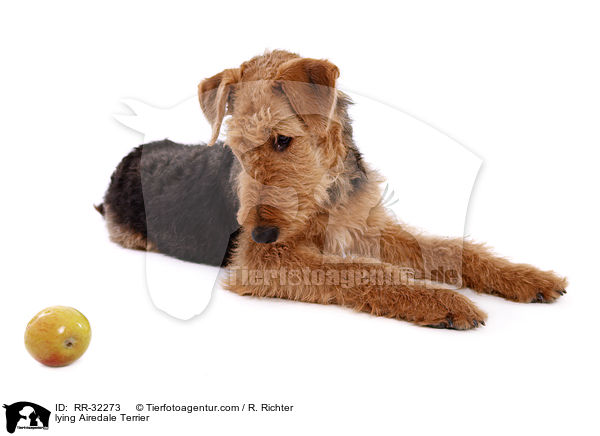 liegender Airedale Terrier / lying Airedale Terrier / RR-32273