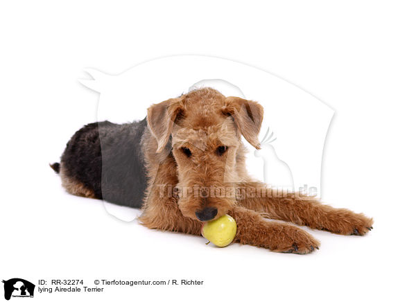 liegender Airedale Terrier / lying Airedale Terrier / RR-32274