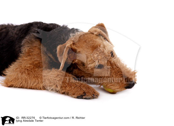 liegender Airedale Terrier / lying Airedale Terrier / RR-32276