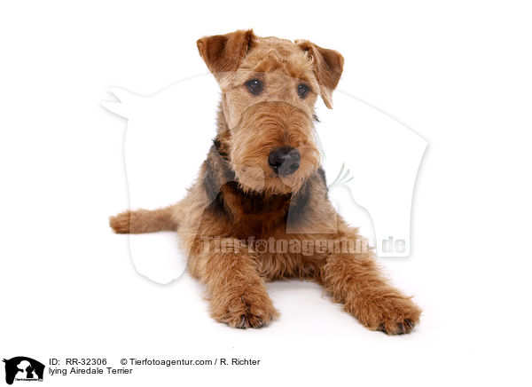 liegender Airedale Terrier / lying Airedale Terrier / RR-32306