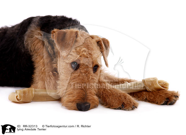 liegender Airedale Terrier / lying Airedale Terrier / RR-32313