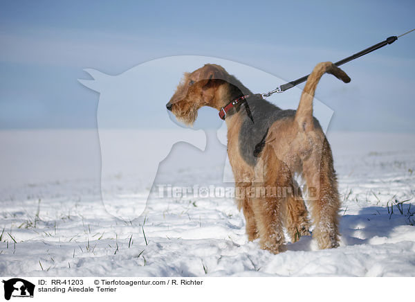 standing Airedale Terrier / RR-41203