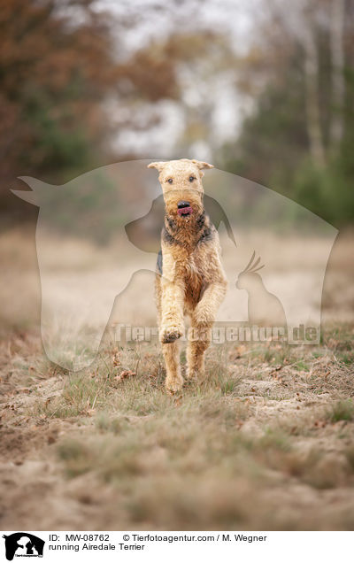 running Airedale Terrier / MW-08762