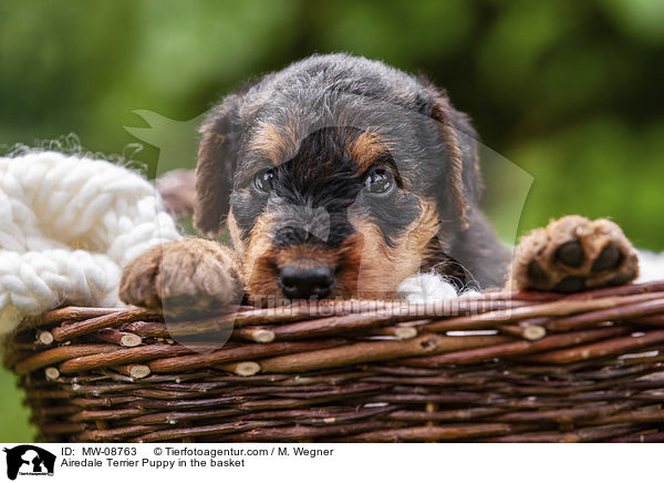 Airedale Terrier Puppy in the basket / MW-08763
