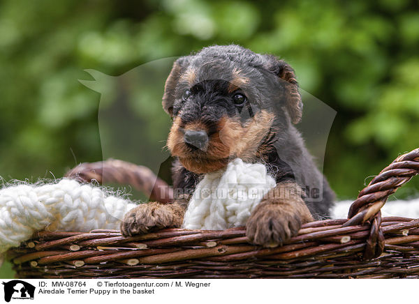 Airedale Terrier Puppy in the basket / MW-08764