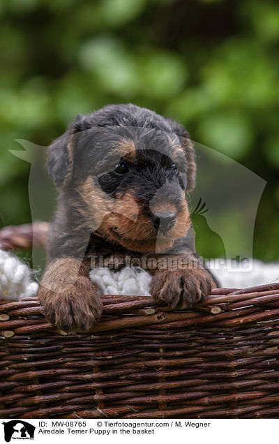 Airedale Terrier Puppy in the basket / MW-08765