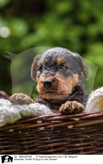 Airedale Terrier Puppy in the basket / MW-08768