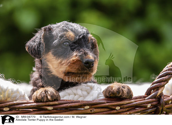 Airedale Terrier Puppy in the basket / MW-08770