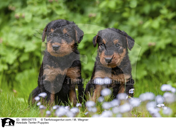 Airedale Terrier Puppies / MW-08775