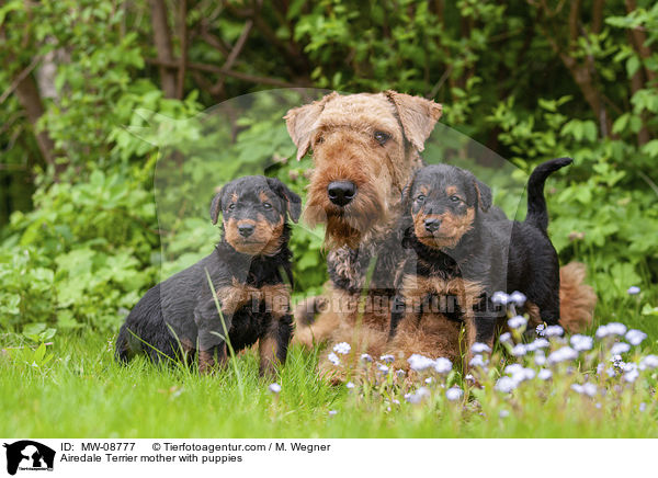 Airedale Terrier mother with puppies / MW-08777