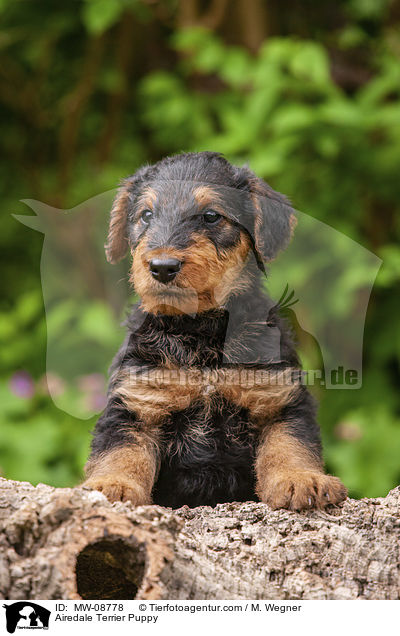 Airedale Terrier Puppy / MW-08778