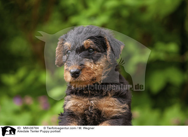 Airedale Terrier Puppy portrait / MW-08784