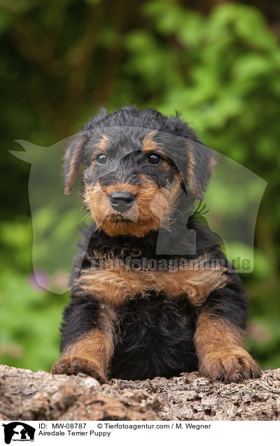 Airedale Terrier Puppy / MW-08787