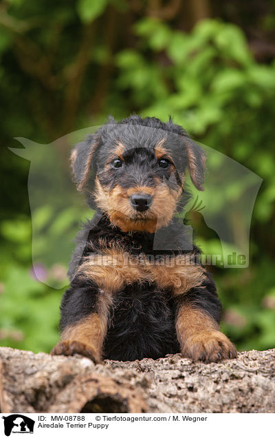 Airedale Terrier Puppy / MW-08788