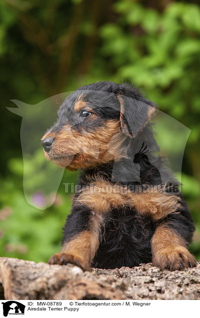 Airedale Terrier Puppy / MW-08789