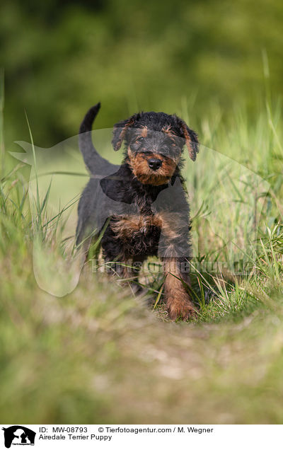 Airedale Terrier Puppy / MW-08793