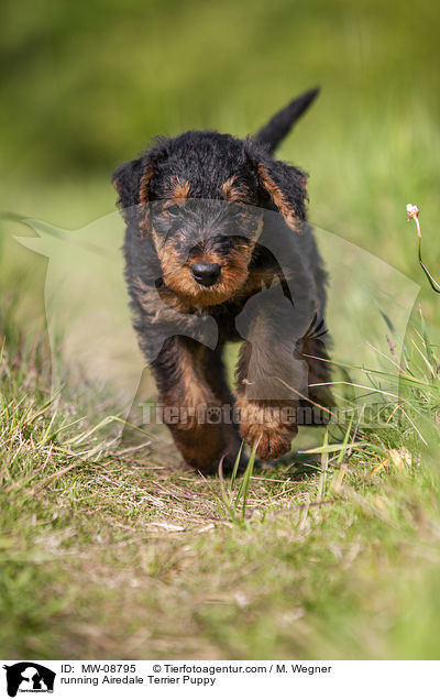 running Airedale Terrier Puppy / MW-08795