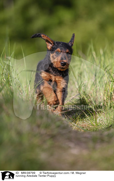 running Airedale Terrier Puppy / MW-08799