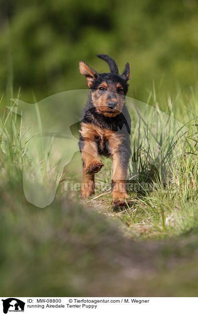 running Airedale Terrier Puppy / MW-08800