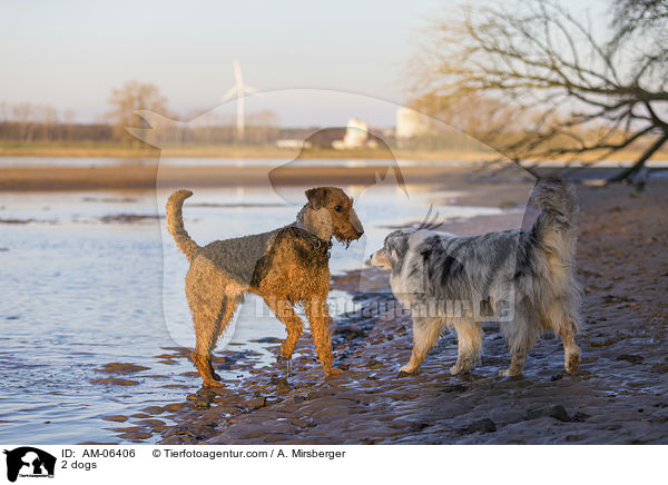 2 Hunde / 2 dogs / AM-06406