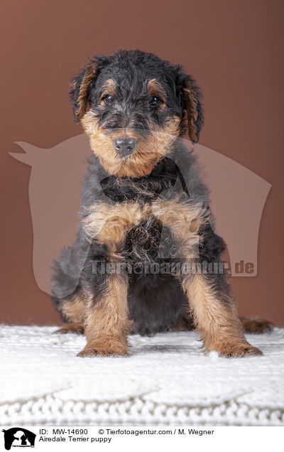 Airedale Terrier puppy / MW-14690
