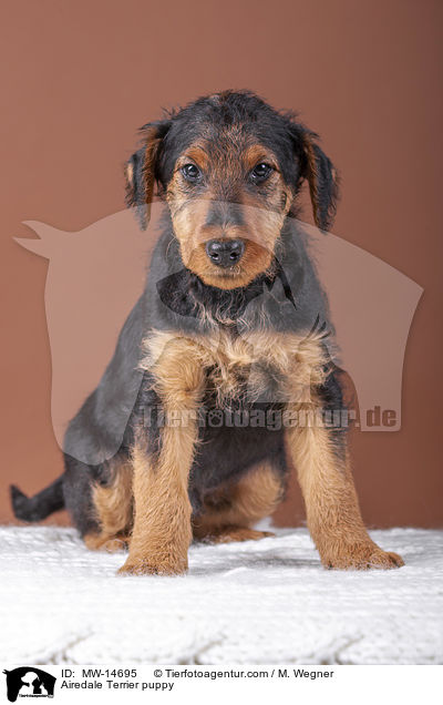 Airedale Terrier puppy / MW-14695