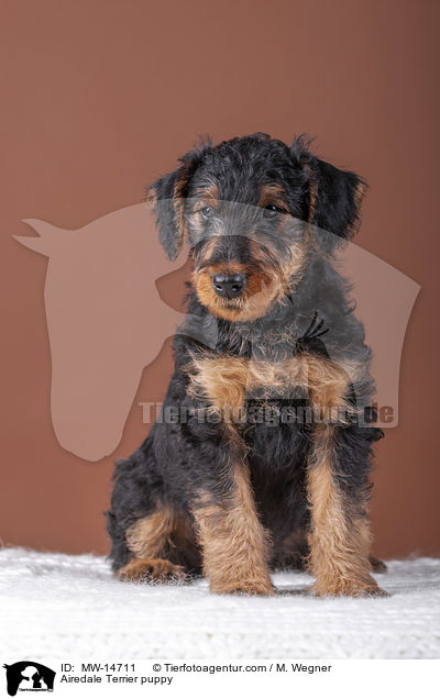 Airedale Terrier puppy / MW-14711