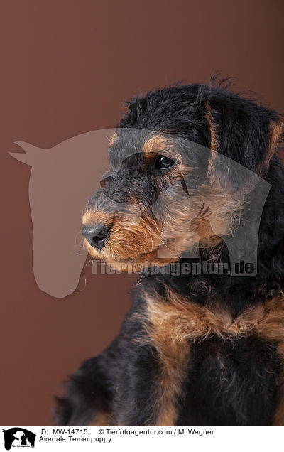 Airedale Terrier puppy / MW-14715